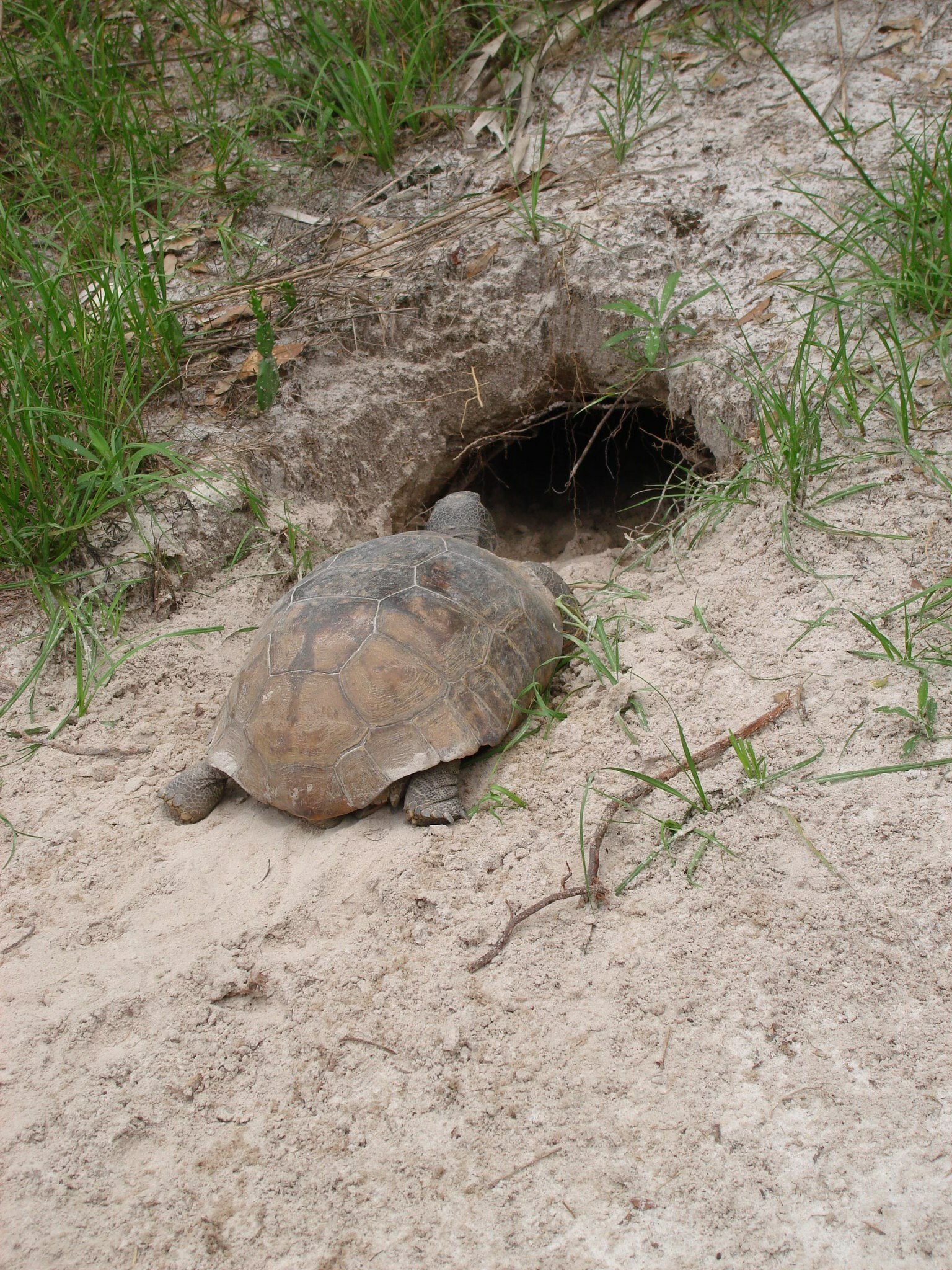 Sea Turtle Preservation Society