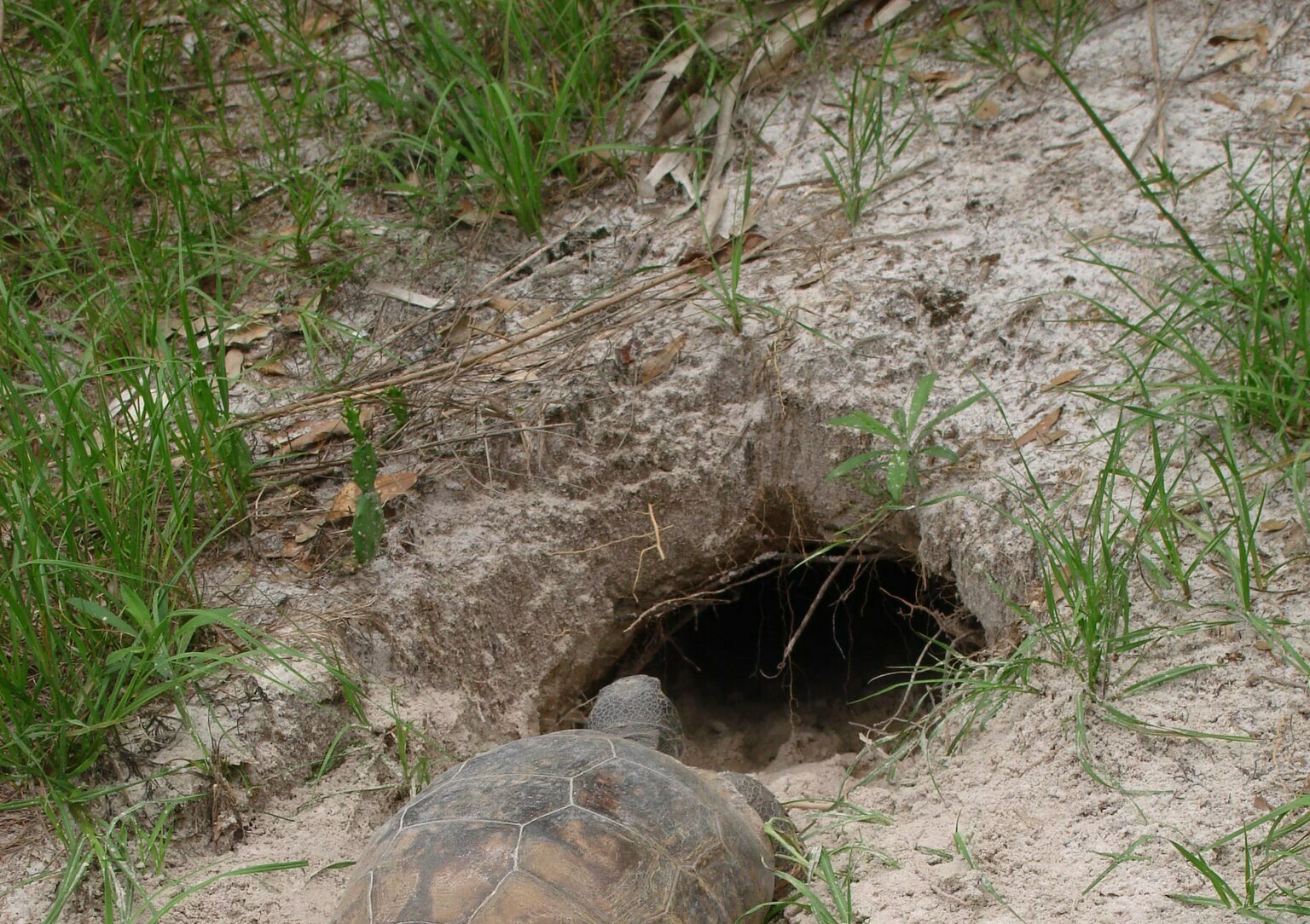 Sea Turtle Preservation Society