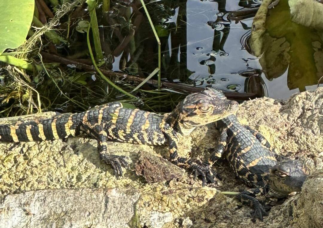 Everglades Safari Park