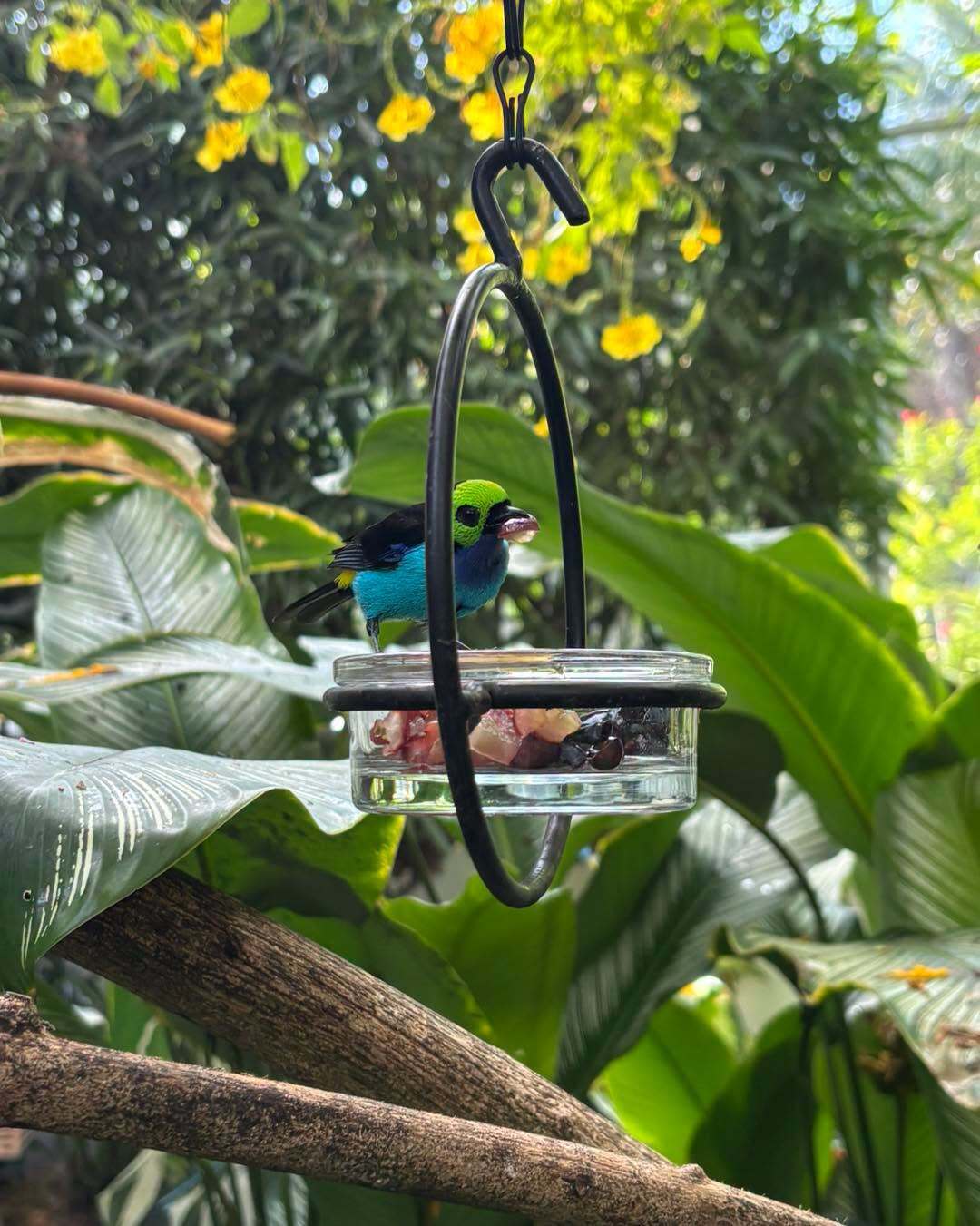 Key West Butterfly & Nature Conservatory
