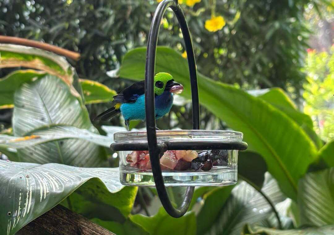 Key West Butterfly & Nature Conservatory