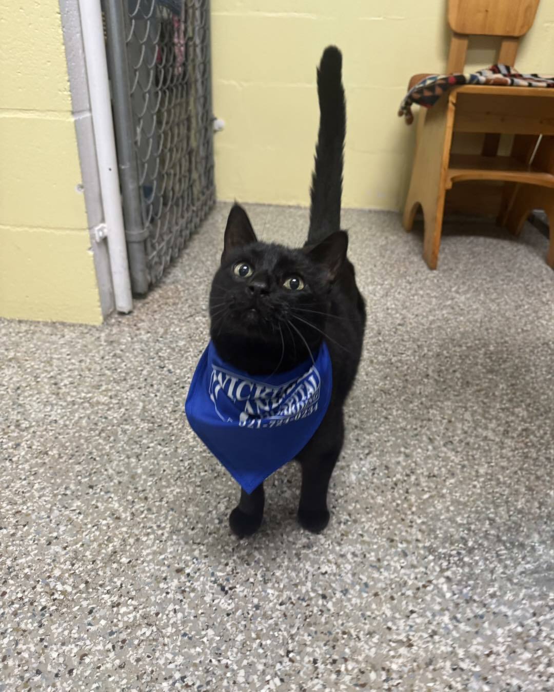 Wickham Animal Hospital