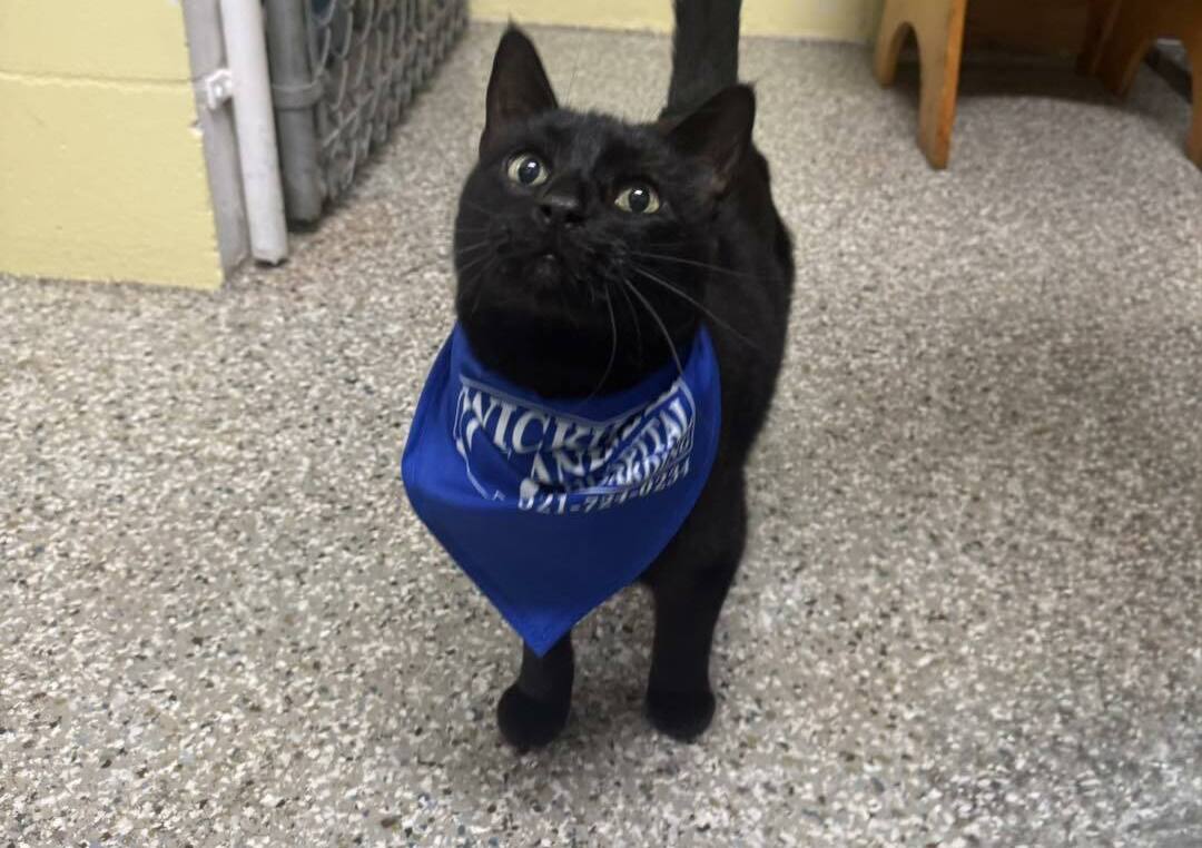 Wickham Animal Hospital