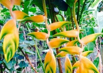 Leu Gardens Plant Sale