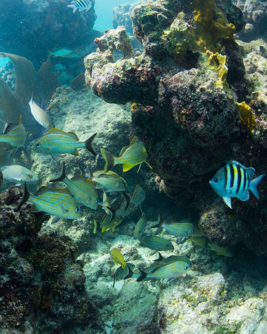 Fury Water Adventures Key West
