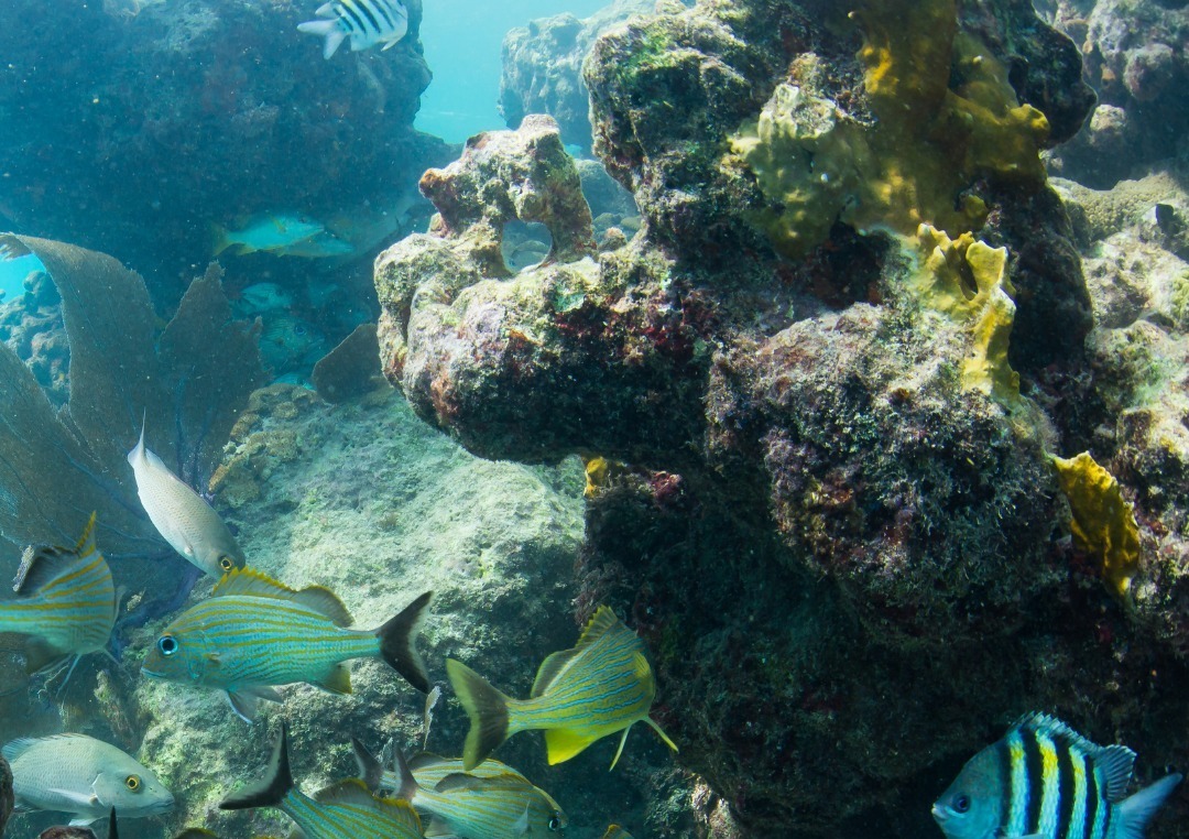Fury Water Adventures Key West