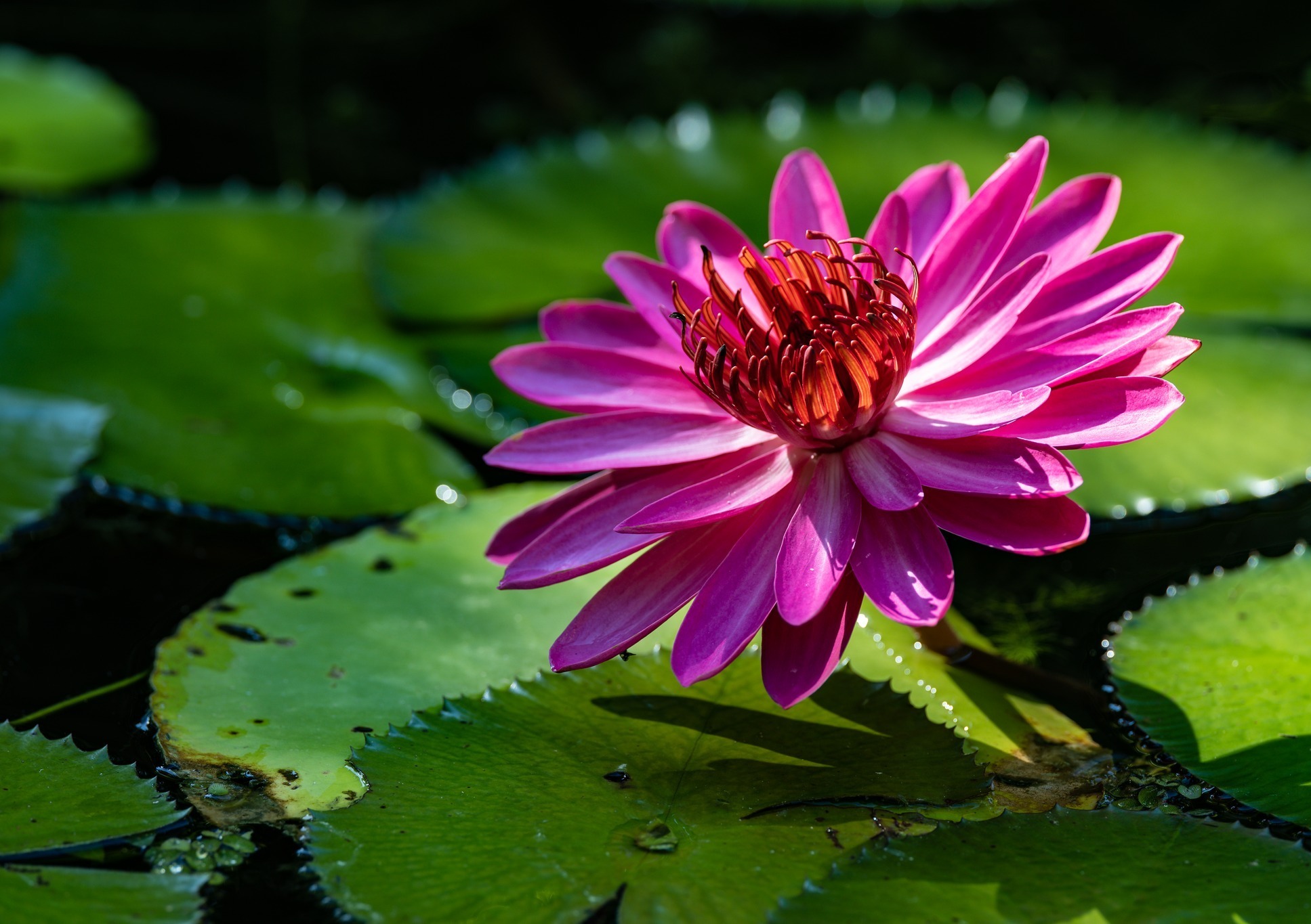 Kanapaha Botanical Gardens