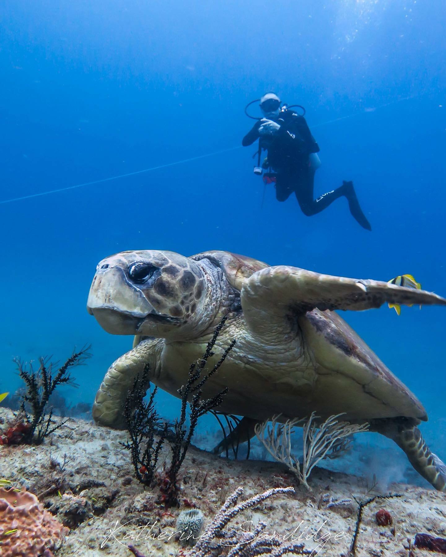 Calypso Dive Charters
