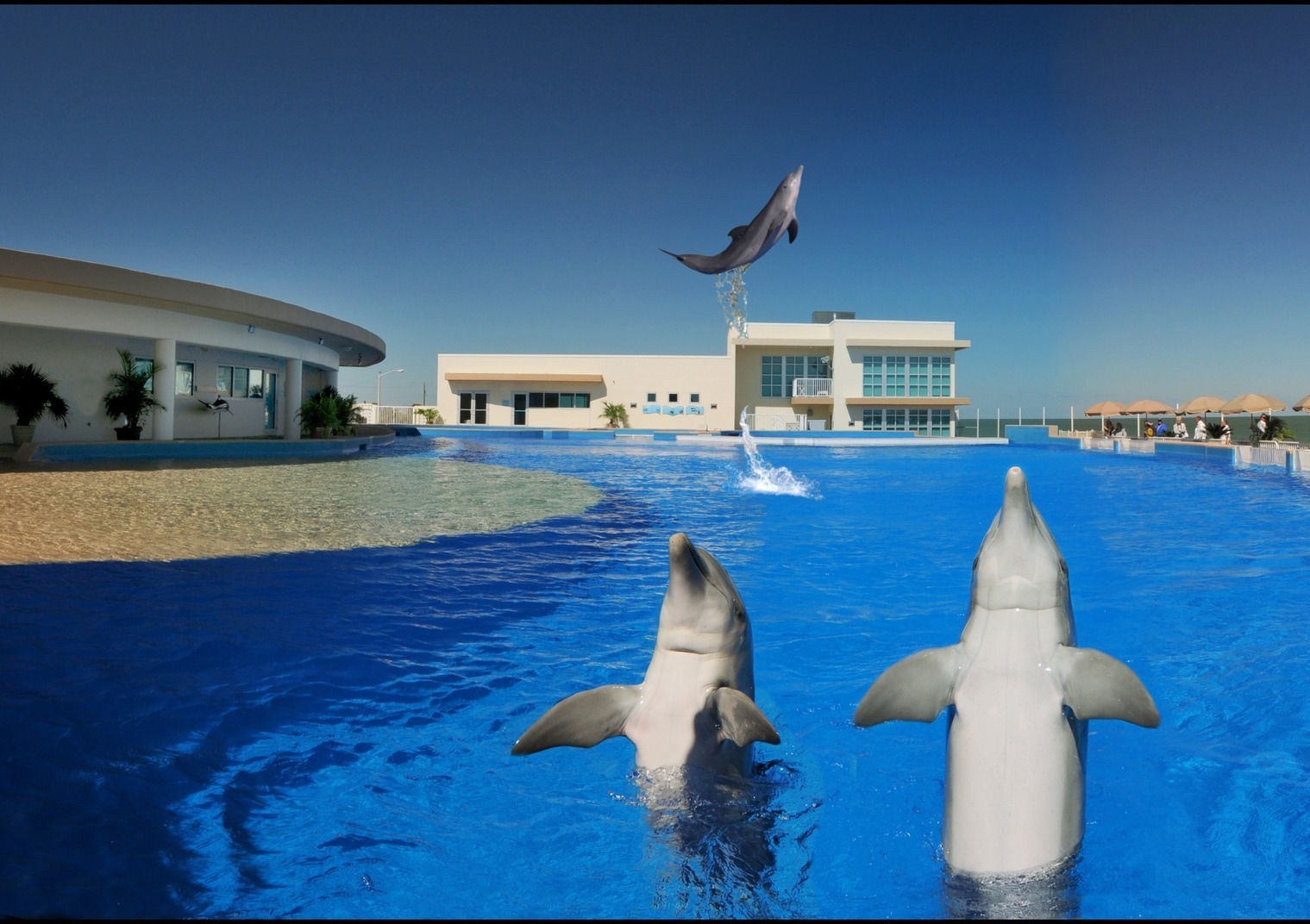 Marineland Dolphin Adventure