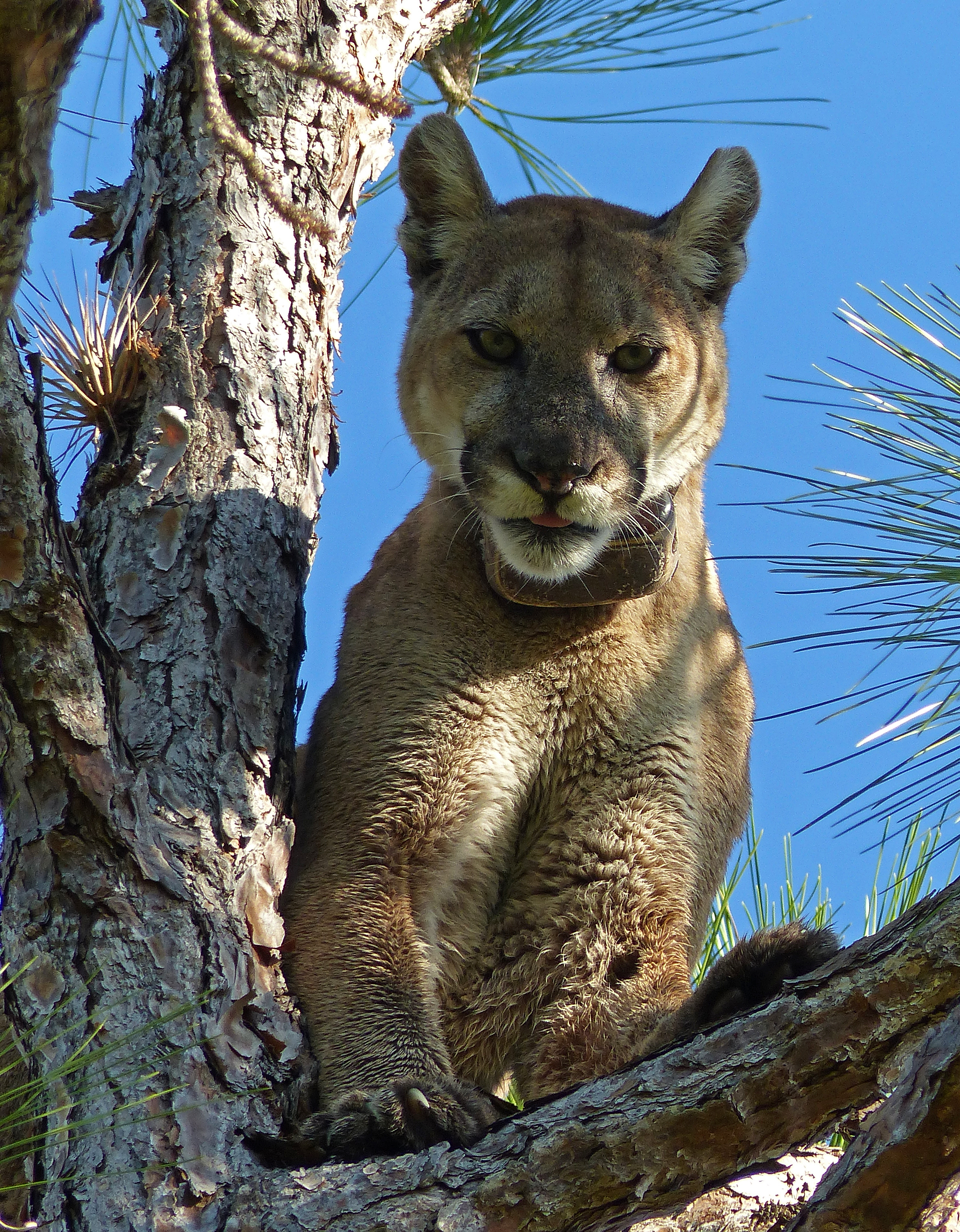 Big Cypress National Preserve