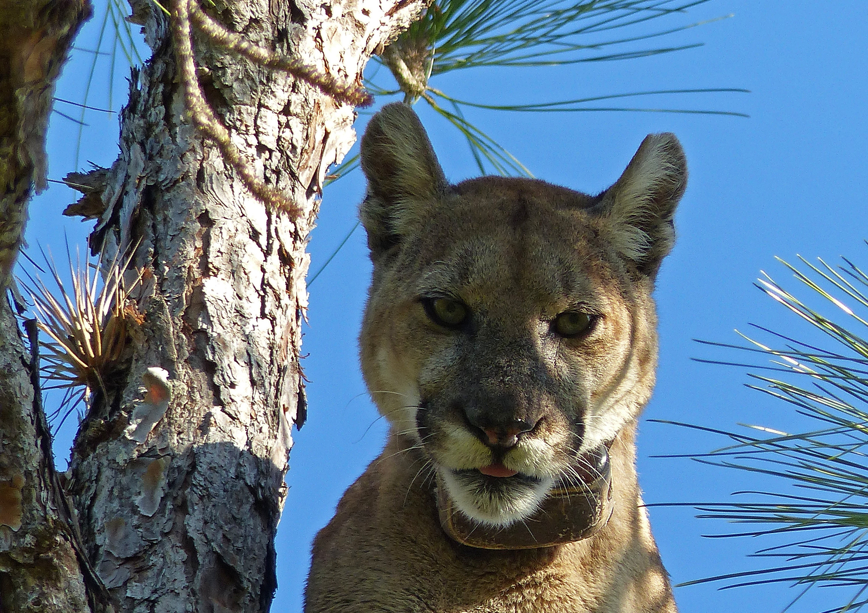 Big Cypress National Preserve