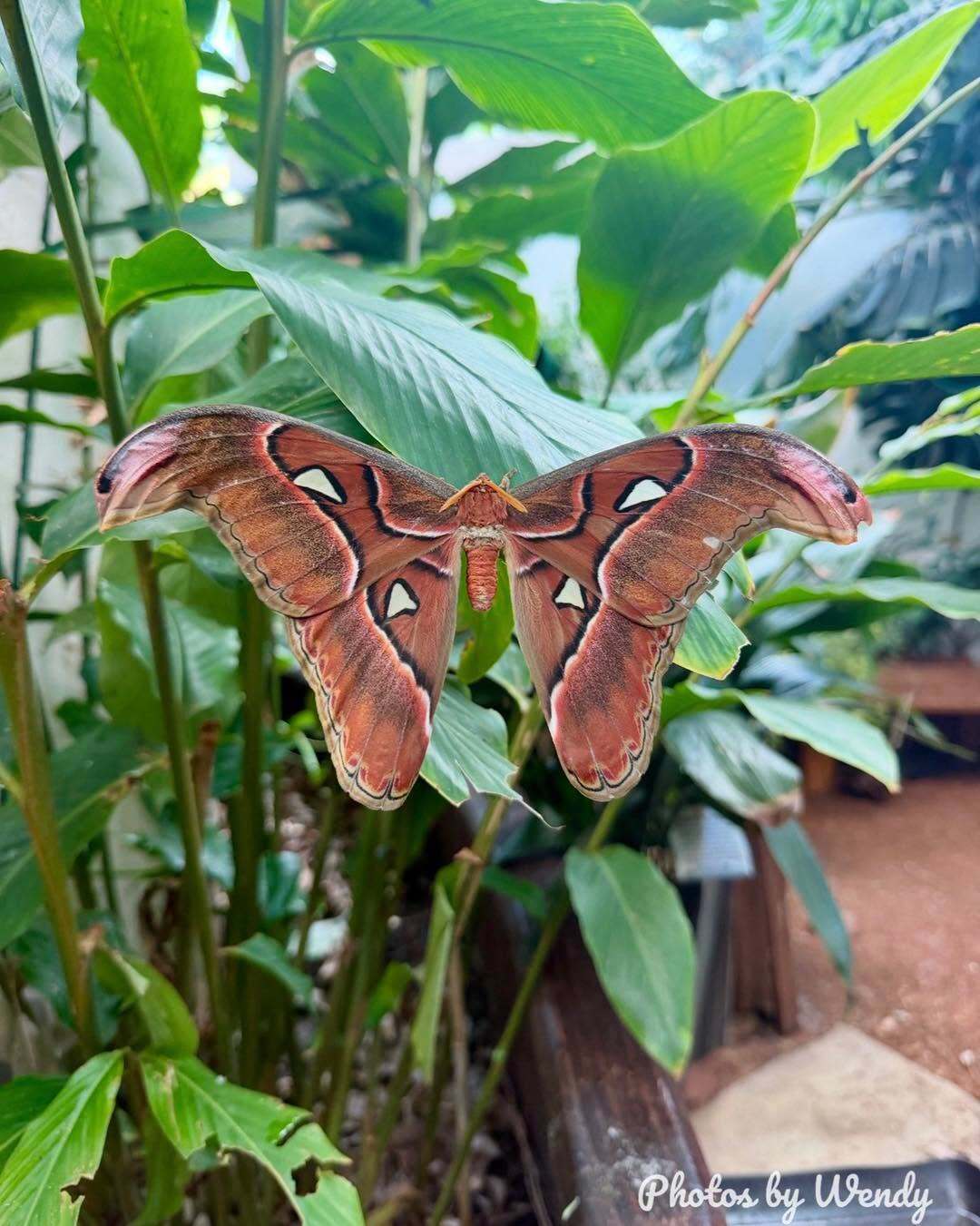 Key West Butterfly & Nature Conservatory