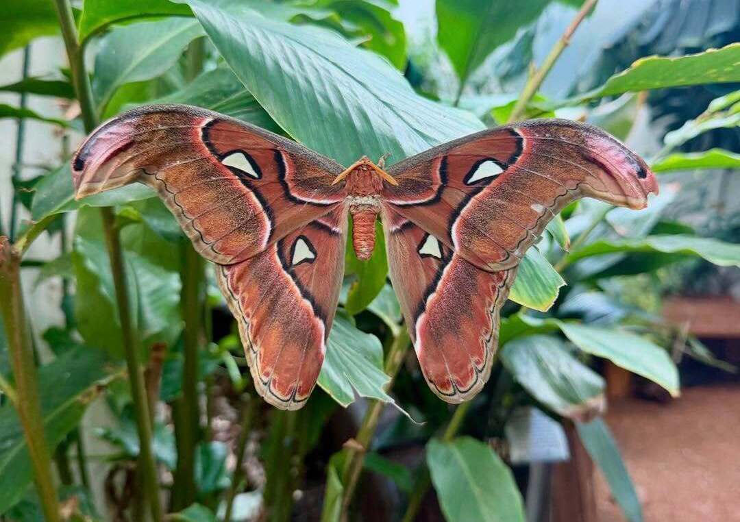 Key West Butterfly & Nature Conservatory