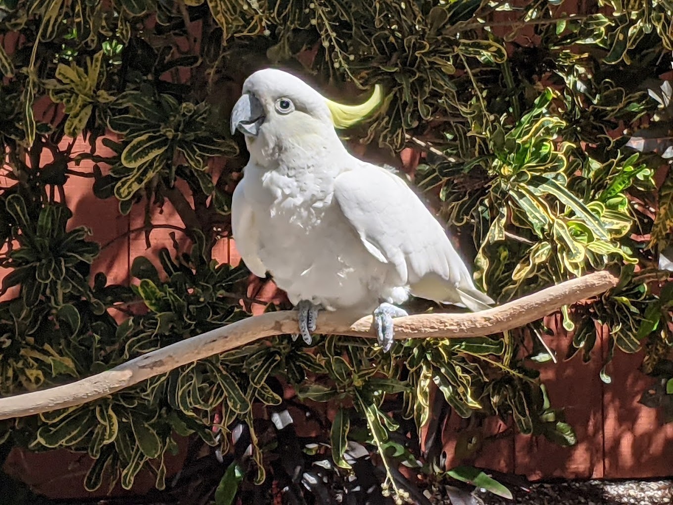 Sarasota Jungle Gardens