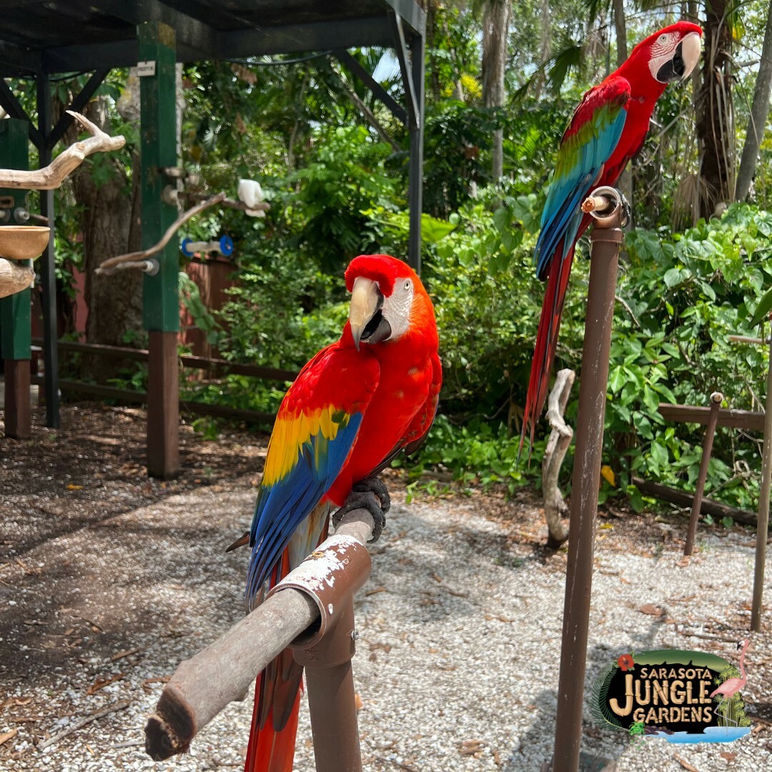 Sarasota Jungle Gardens