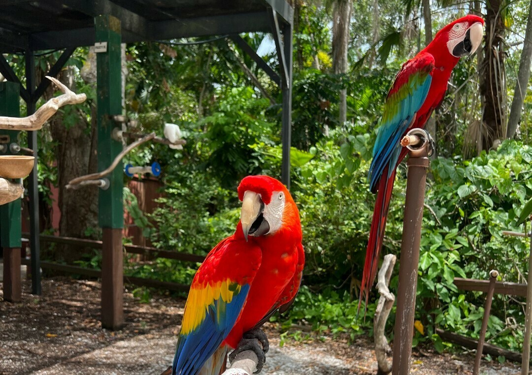 Sarasota Jungle Gardens