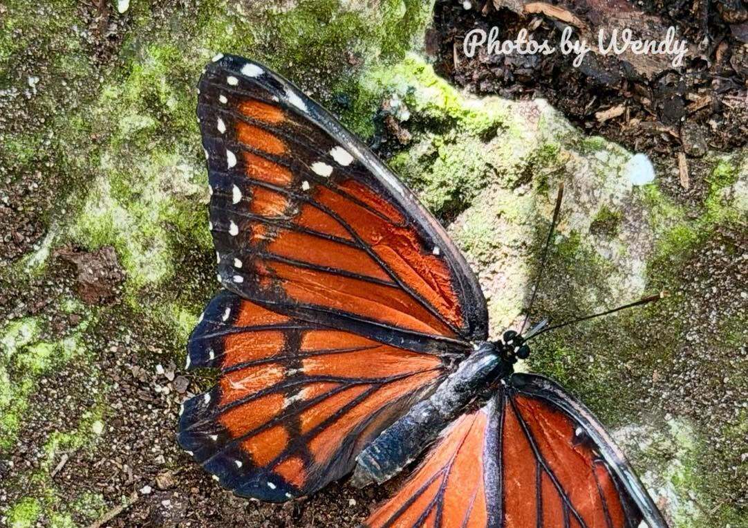Key West Butterfly & Nature Conservatory