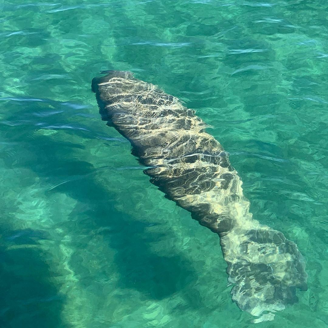 Manatee Lagoon