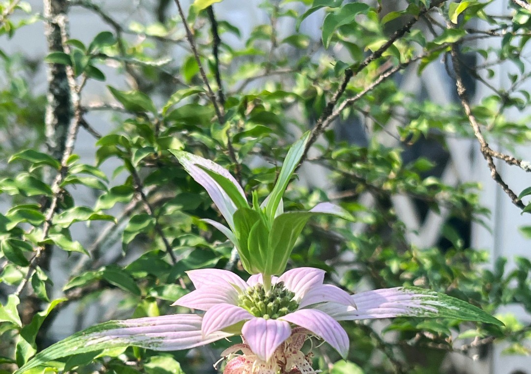 Leu Botanical Garden