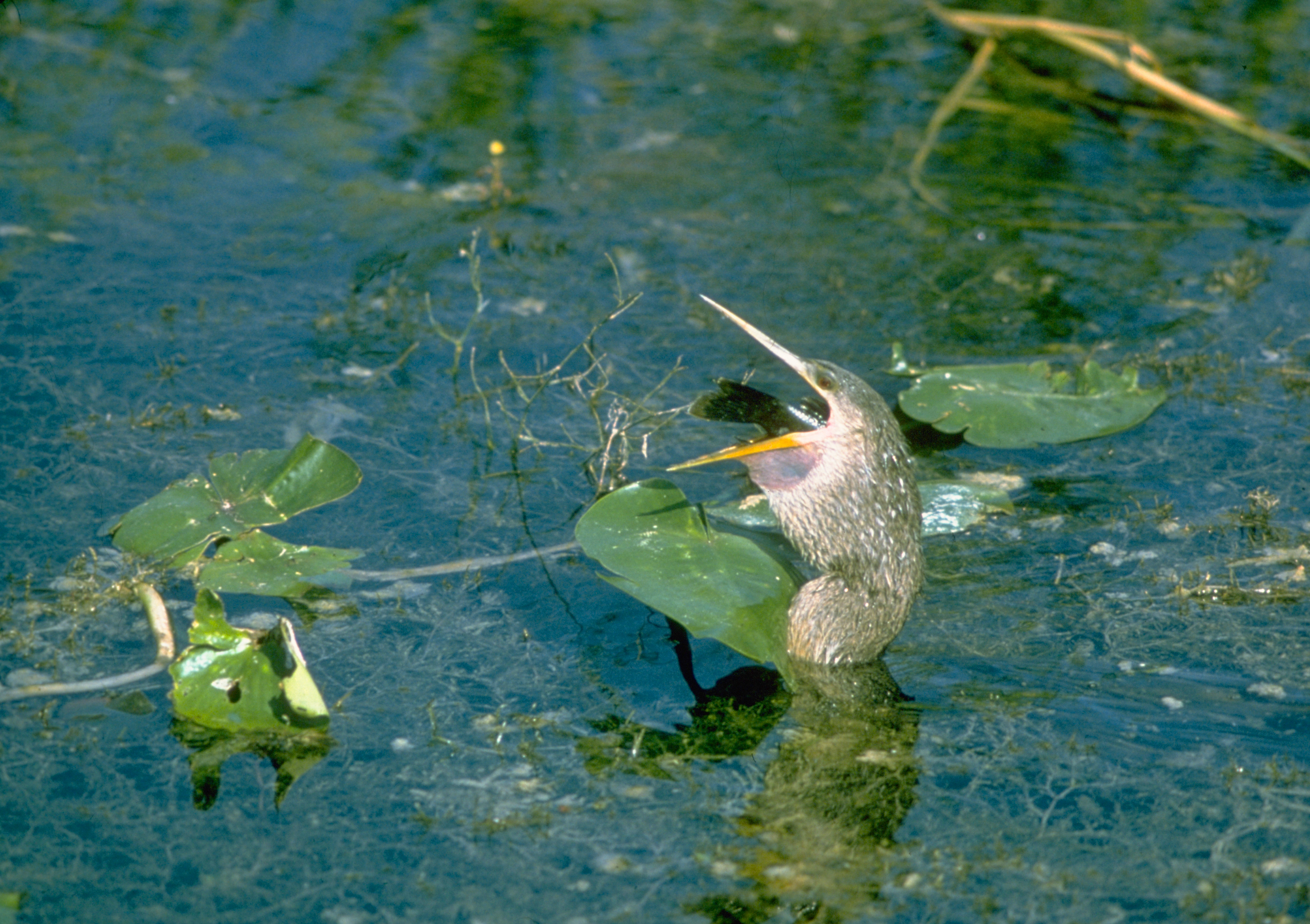 Everglades National Park
