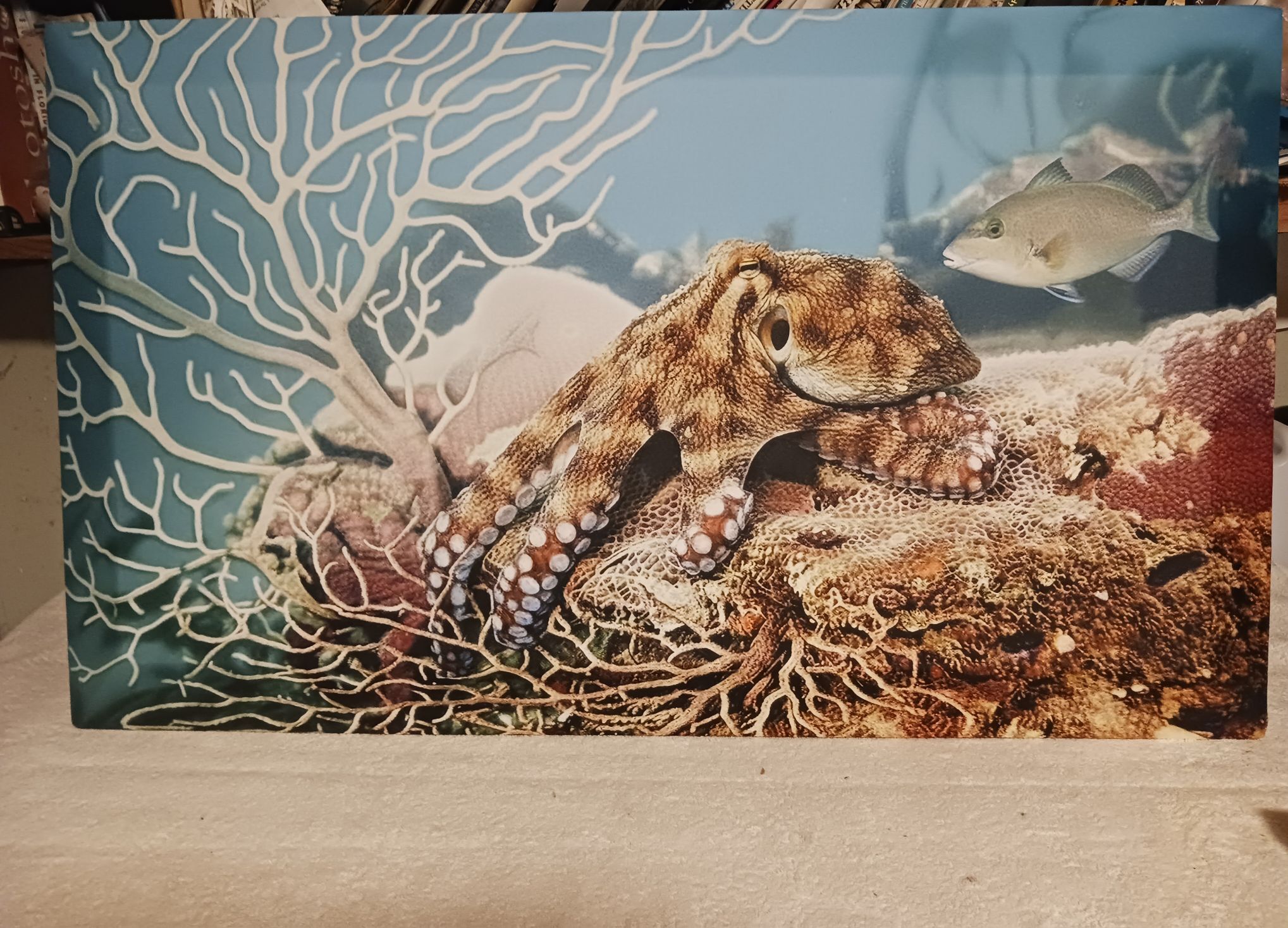 Scenic scenery and Gregory Bears 