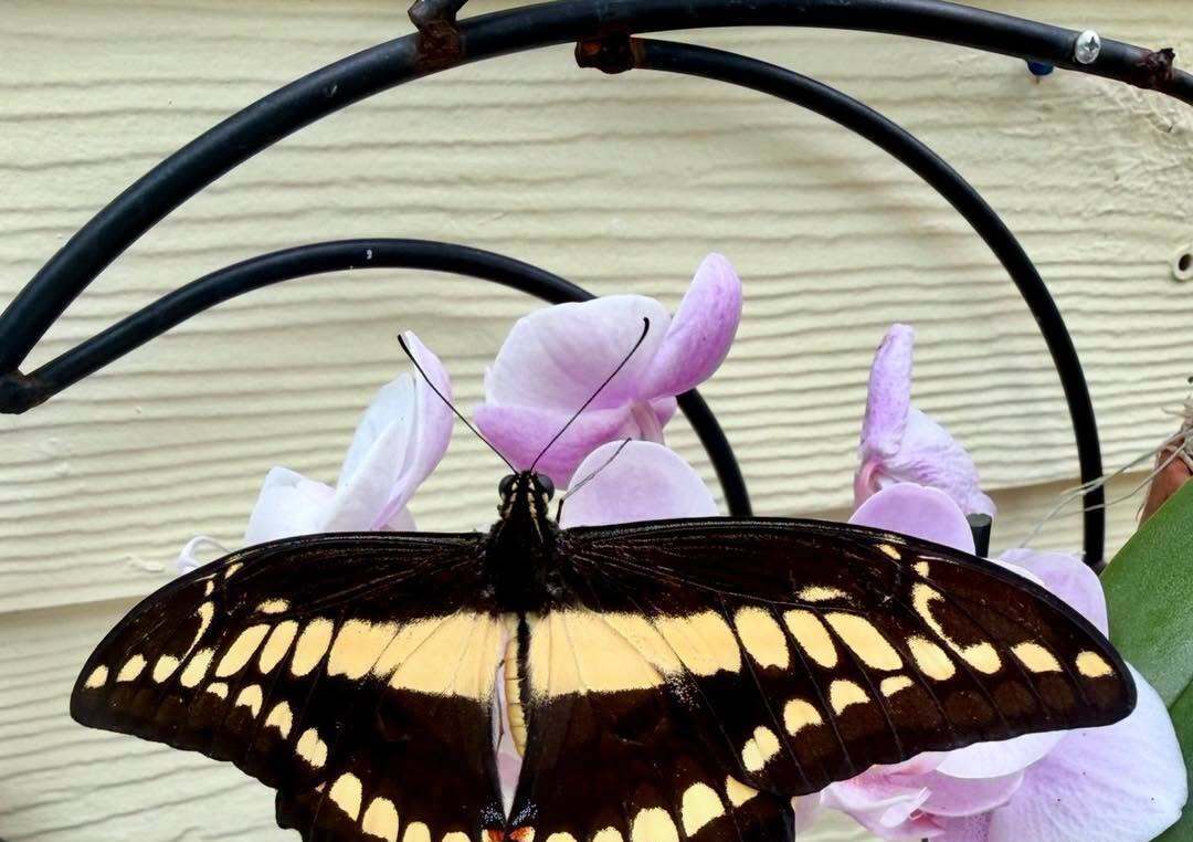 Key West Butterfly & Nature Conservatory