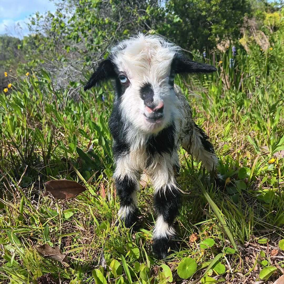 Natural Blessings Goat Milk Soap