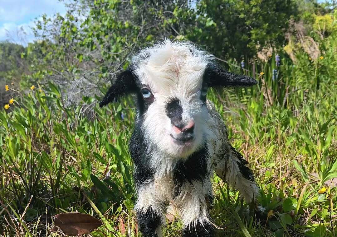 Natural Blessings Goat Milk Soap