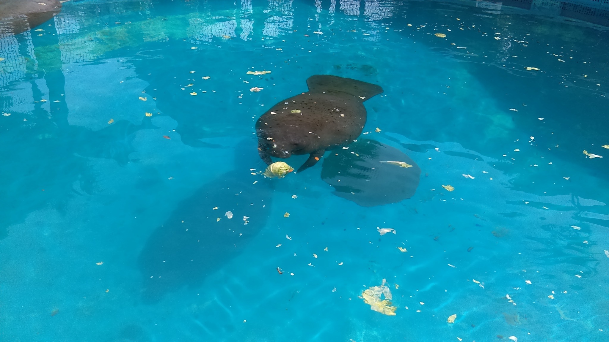 Miami Seaquarium - Marine Park & Aquarium (officially closed for good)