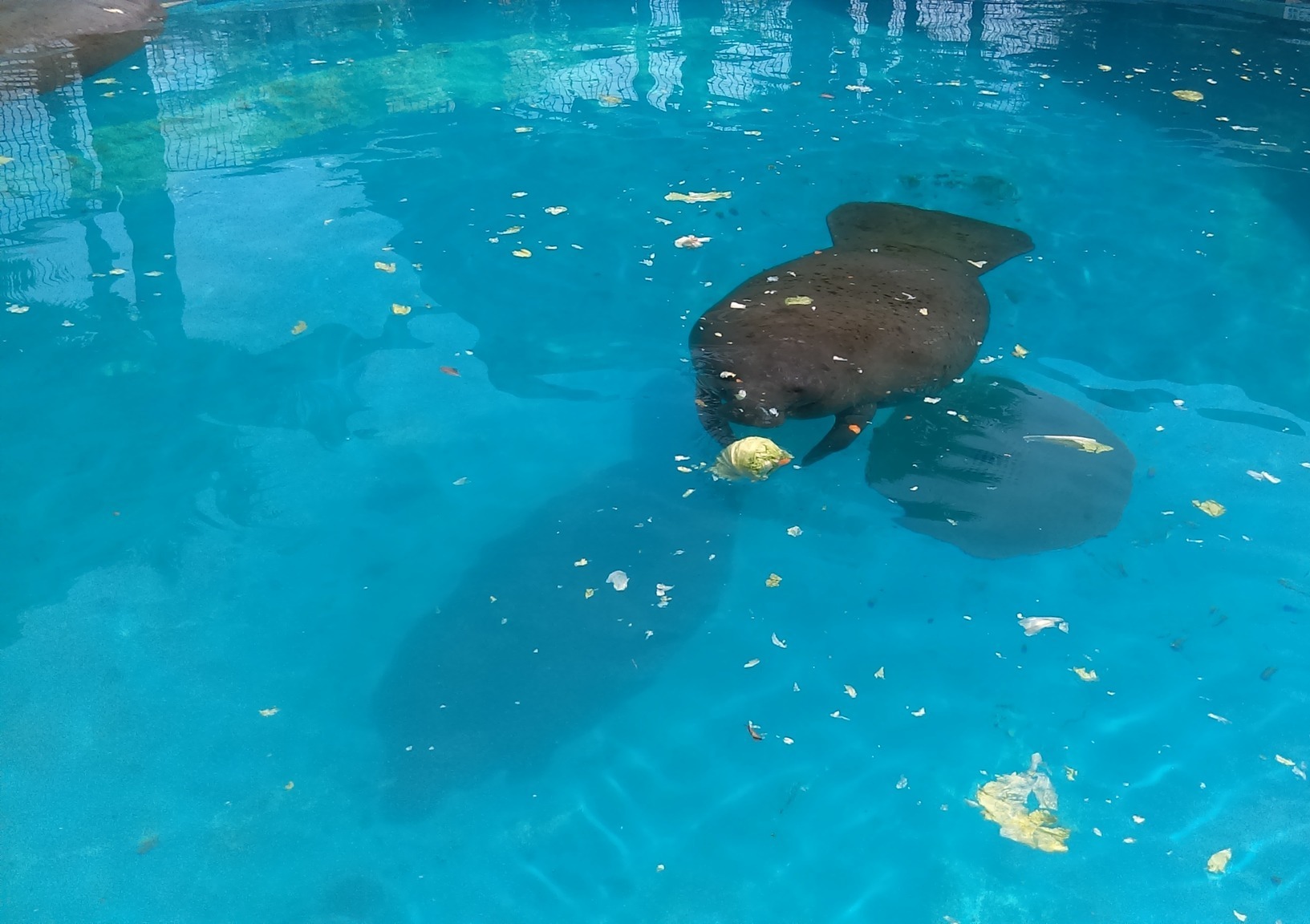 Miami Seaquarium - Marine Park & Aquarium (officially closed for good)