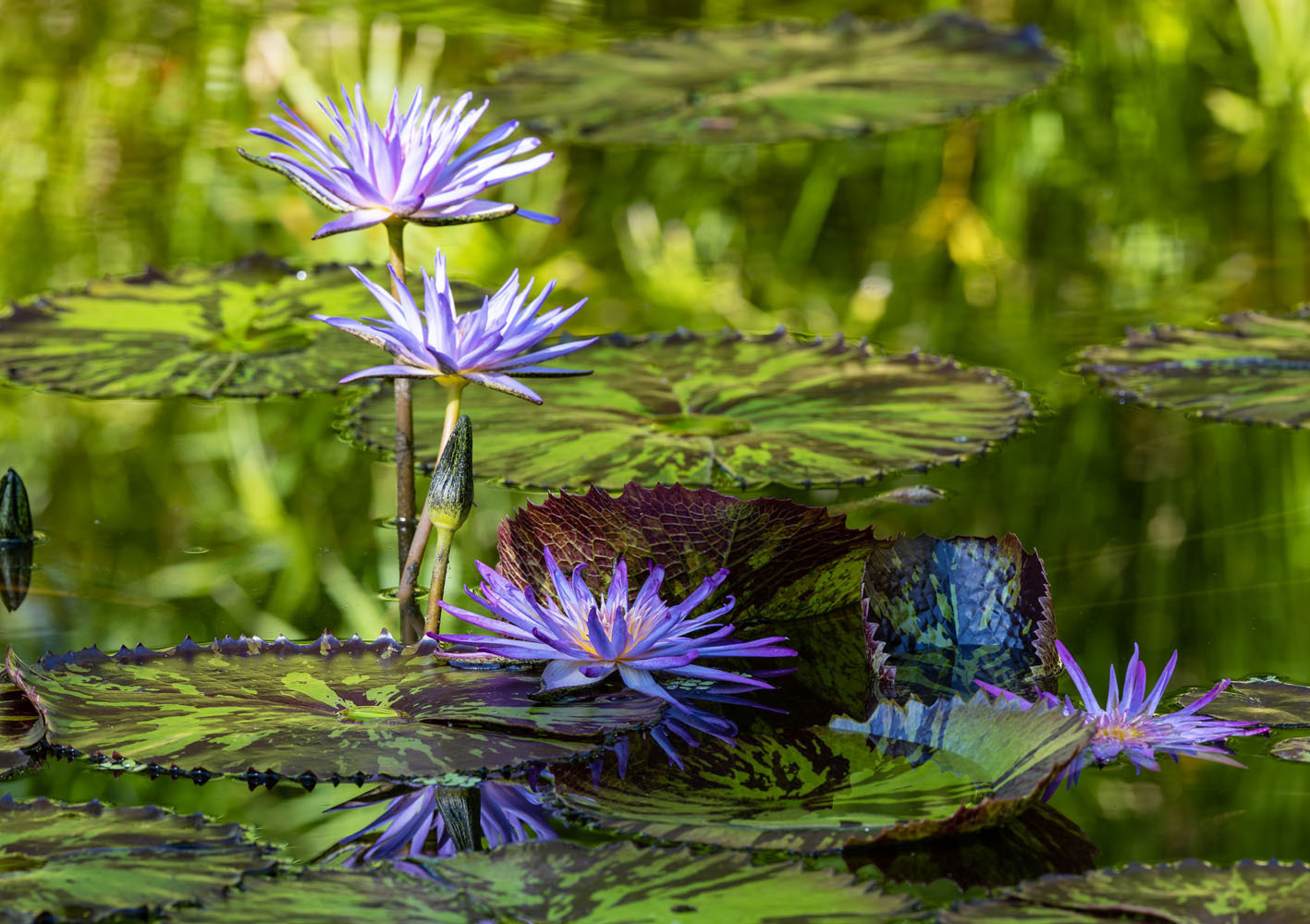 Kanapaha Botanical Gardens