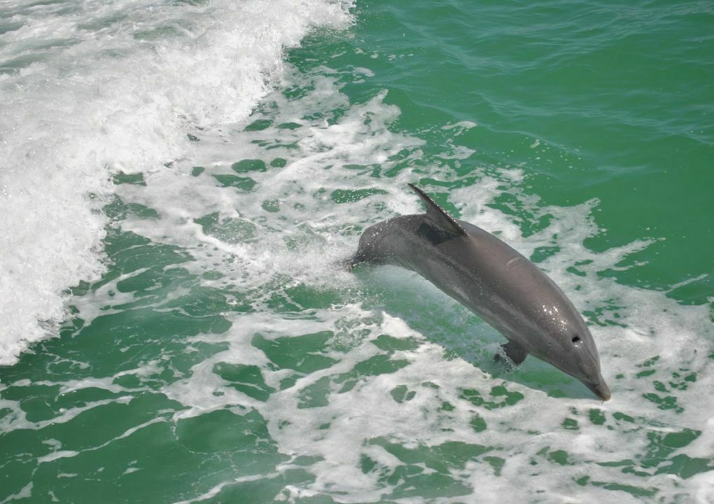 The Tropics Boat Tours