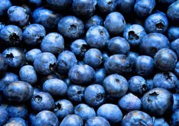 5th Annual Blueberry Fest – April 18 & 19 2026, Wickham Park, Melbourne.