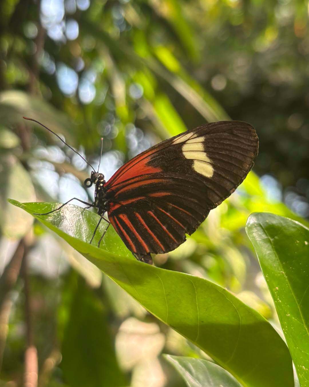 Key West Butterfly & Nature Conservatory