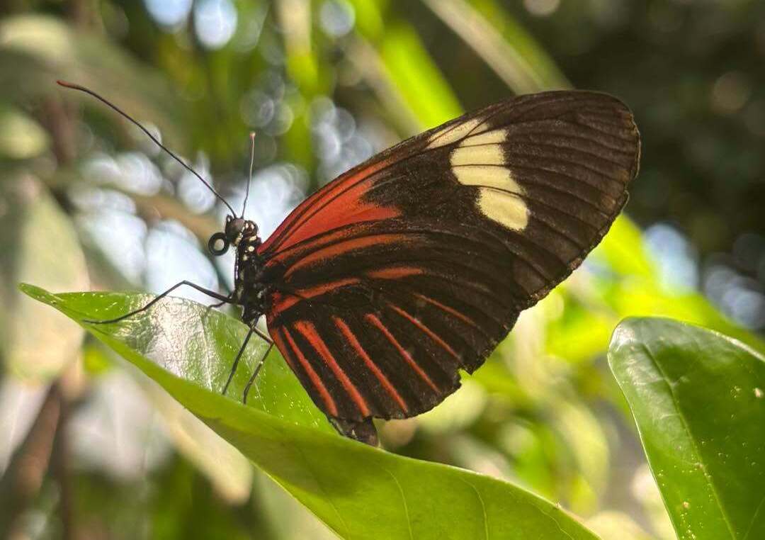 Key West Butterfly & Nature Conservatory