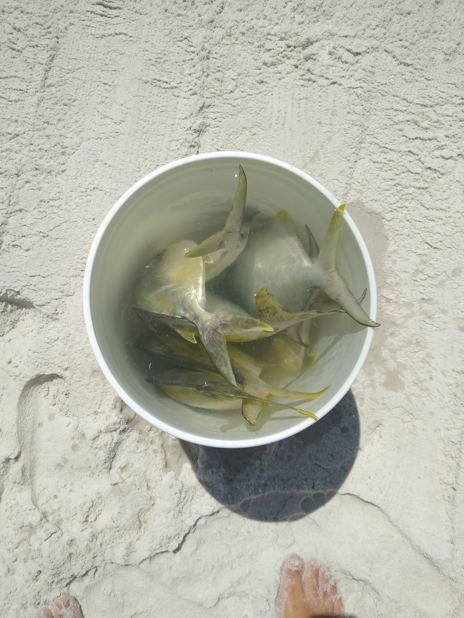 Smitty's Surf Fishing