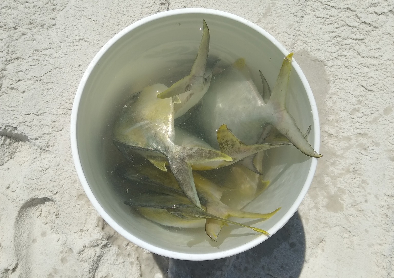 Smitty's Surf Fishing