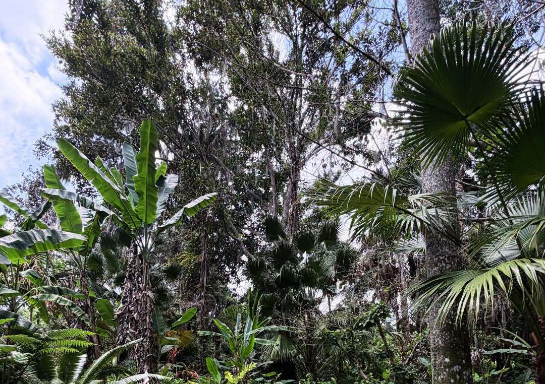 Harry P Leu Gardens - Botanical gardens in Orlando, Florida