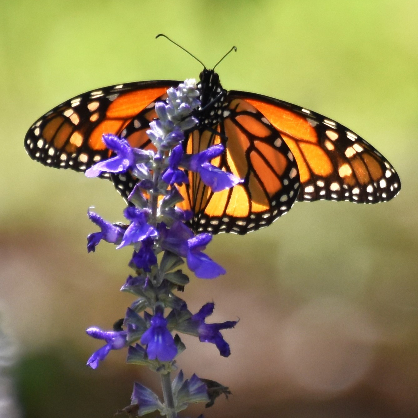Kanapaha Botanical Gardens