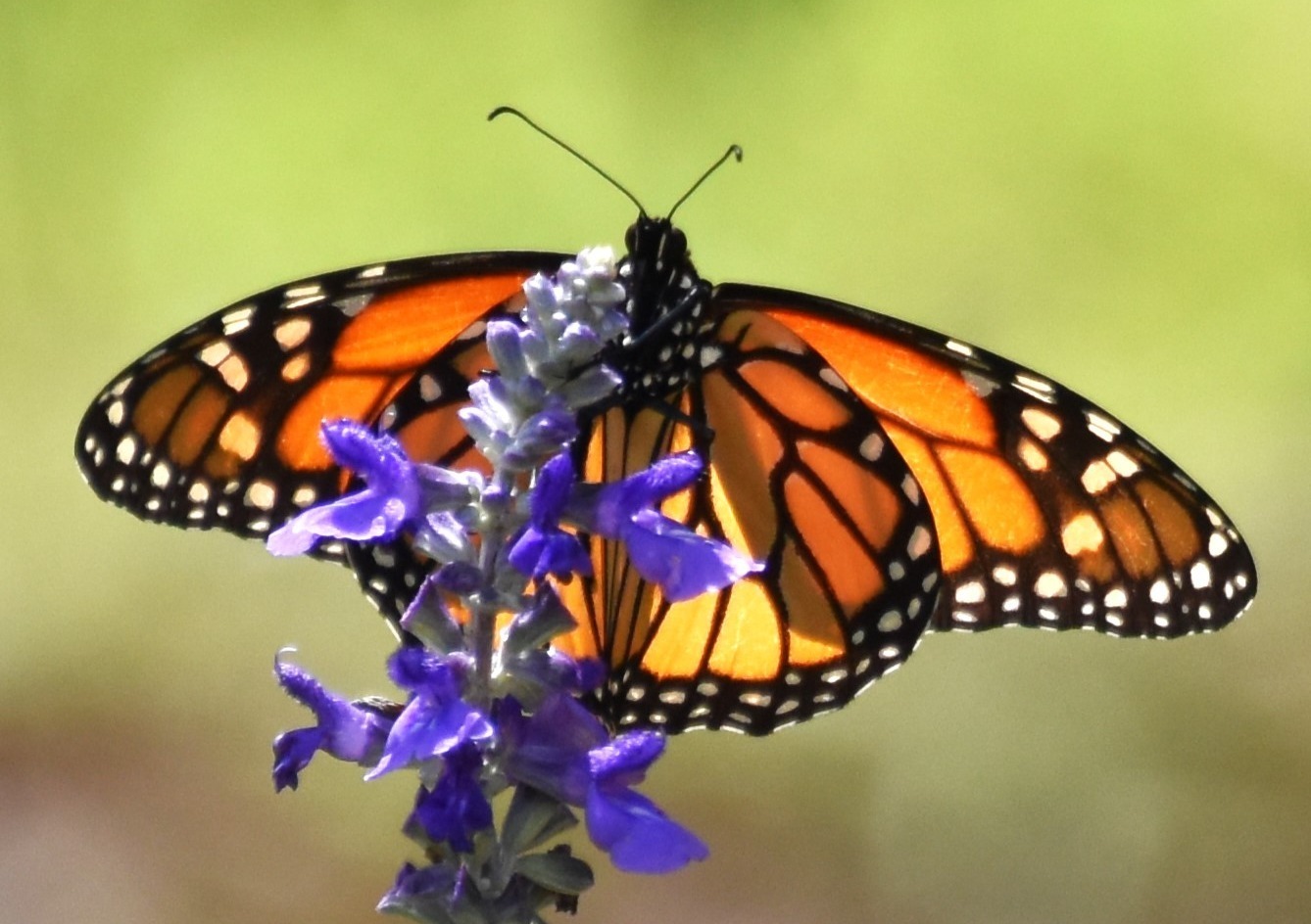 Kanapaha Botanical Gardens