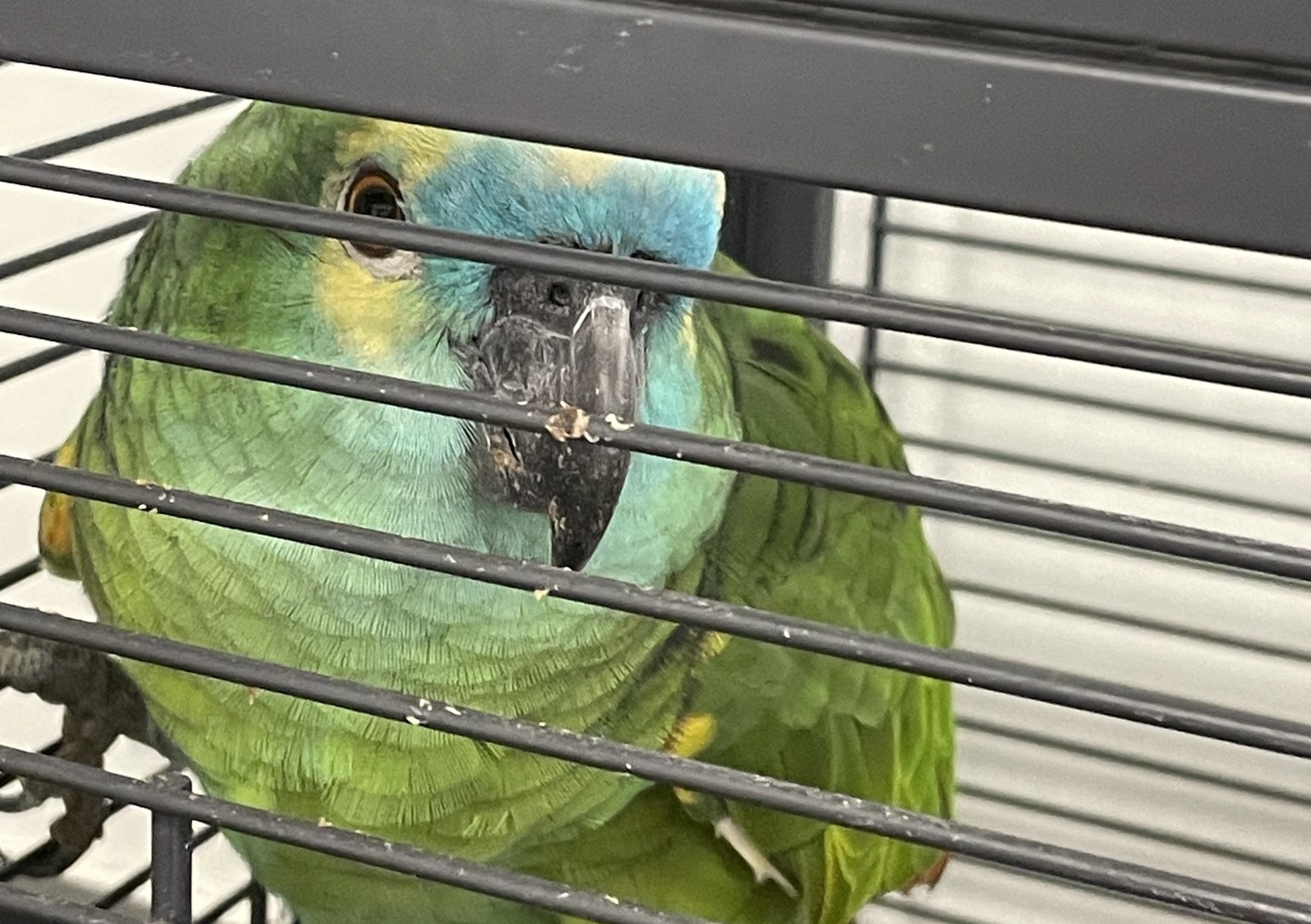 Alligator & Wildlife Discovery Center