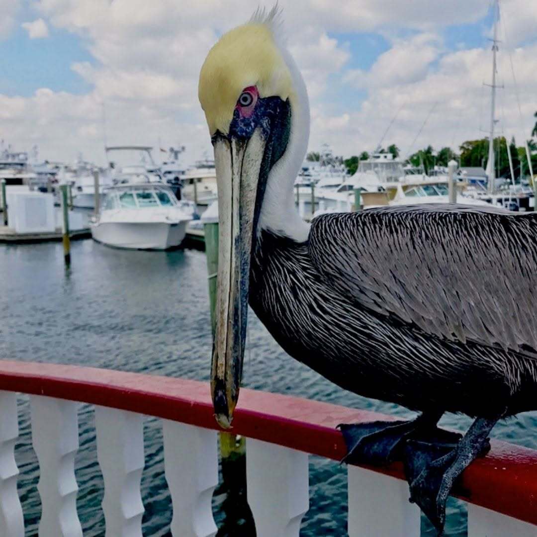 Jungle Queen Riverboat - Boating Tours in Fort Lauderdale, Florida