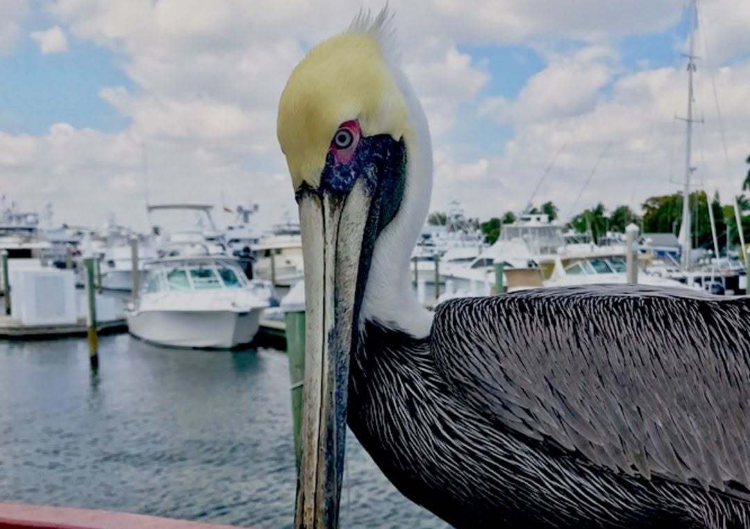 Jungle Queen Riverboat - Boating Tours in Fort Lauderdale, Florida