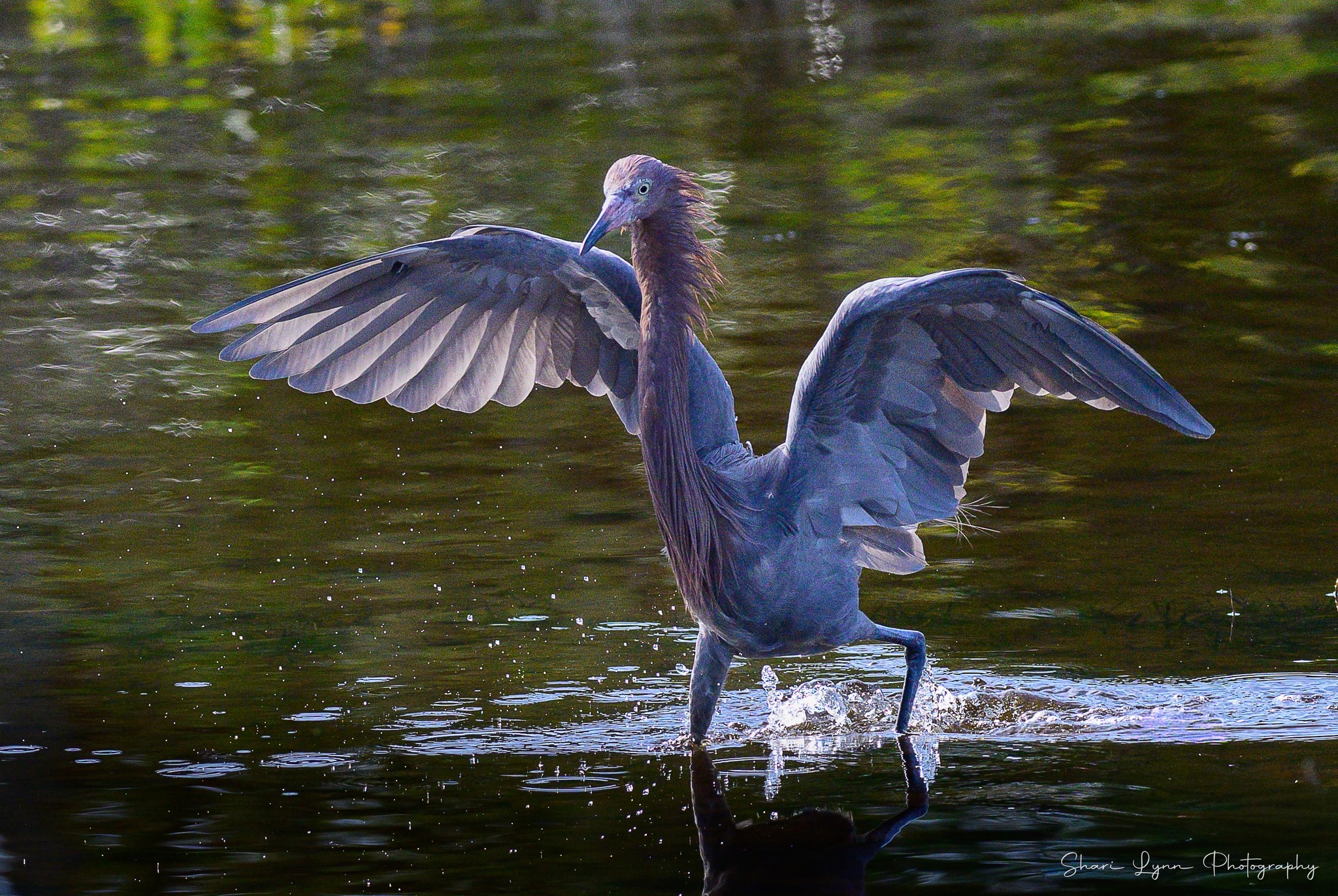 Merritt Island National Wildlife Refuge