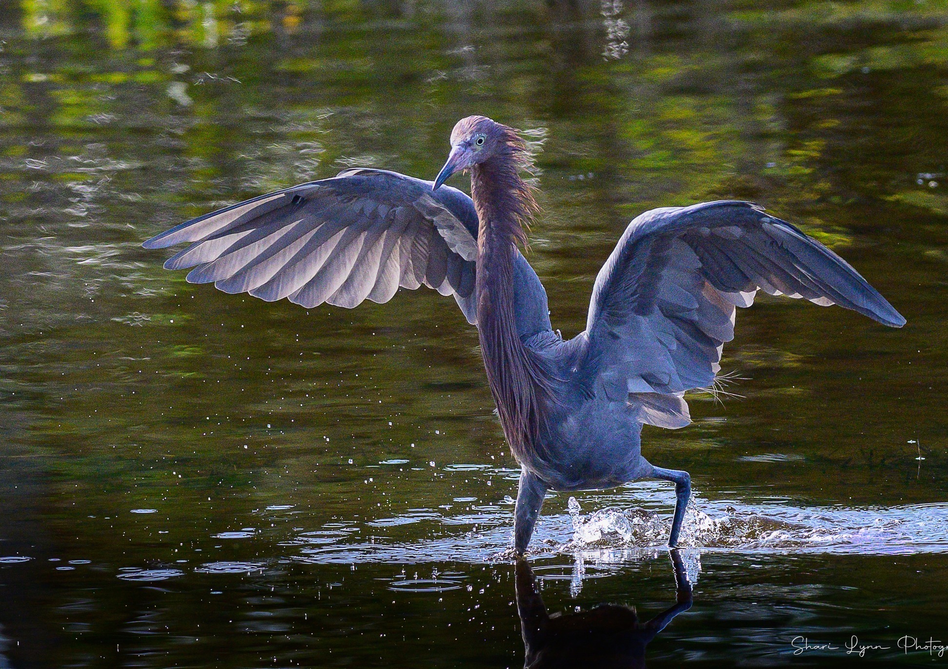 Merritt Island National Wildlife Refuge
