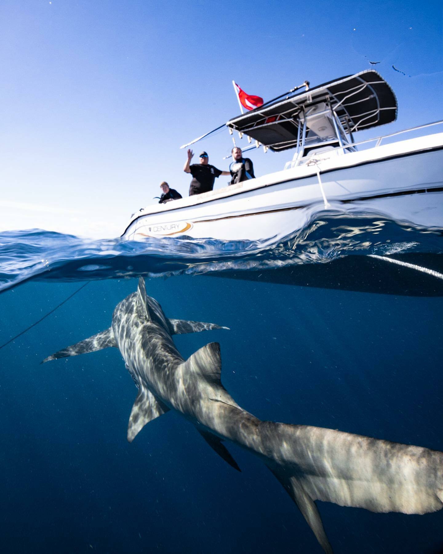 Calypso Dive Charters