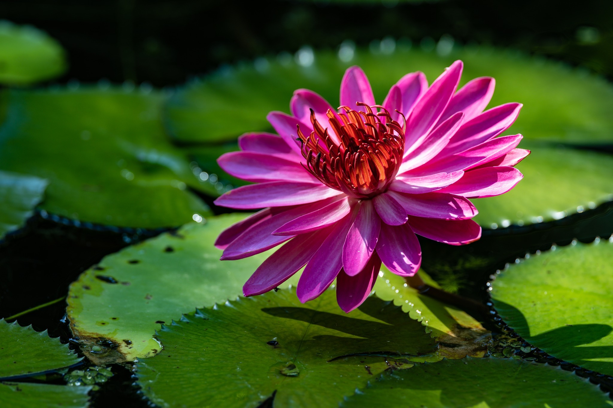 McKee Botanical Gardens