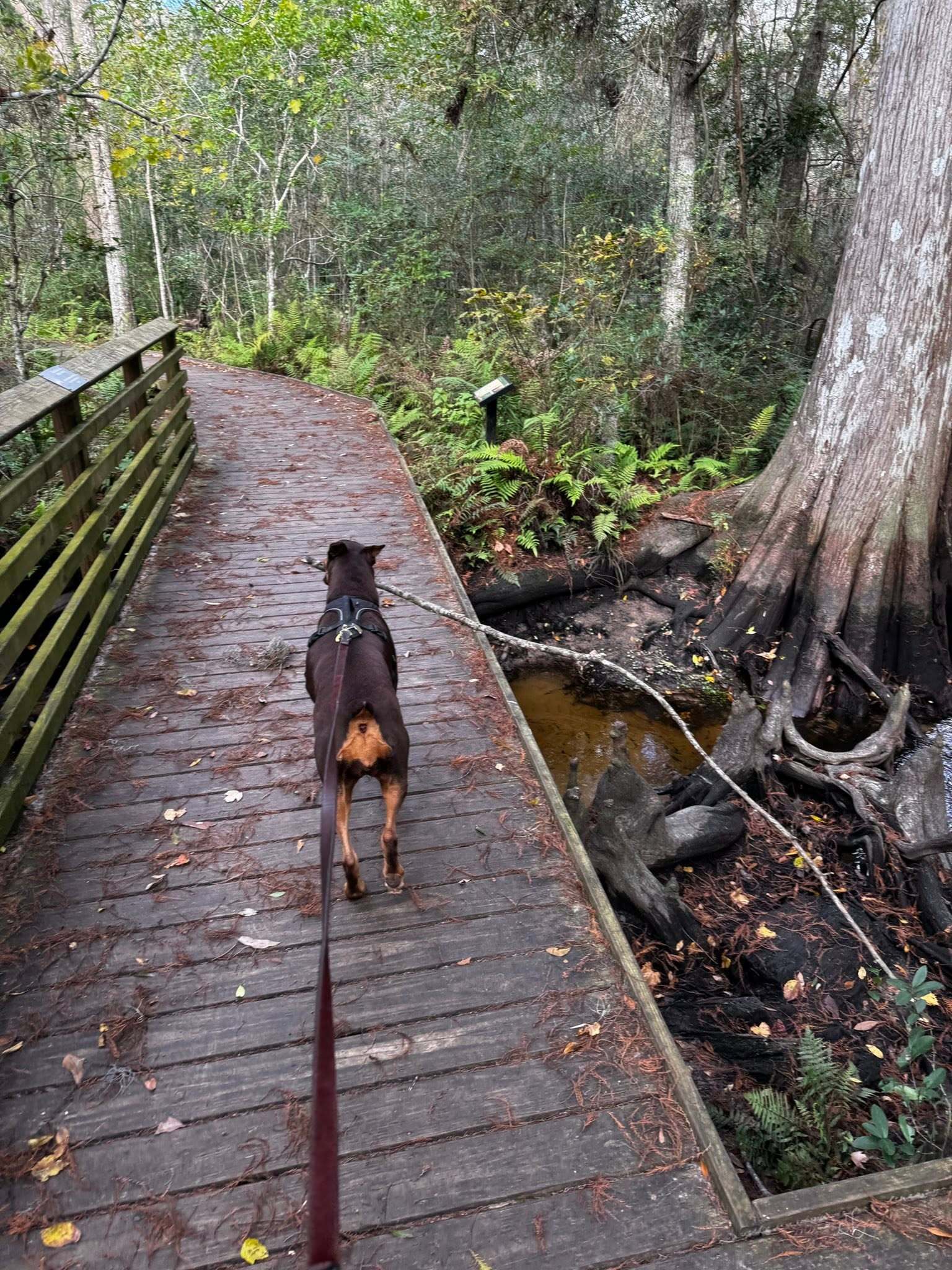 Jacksonville Arboretum & Botanical Gardens