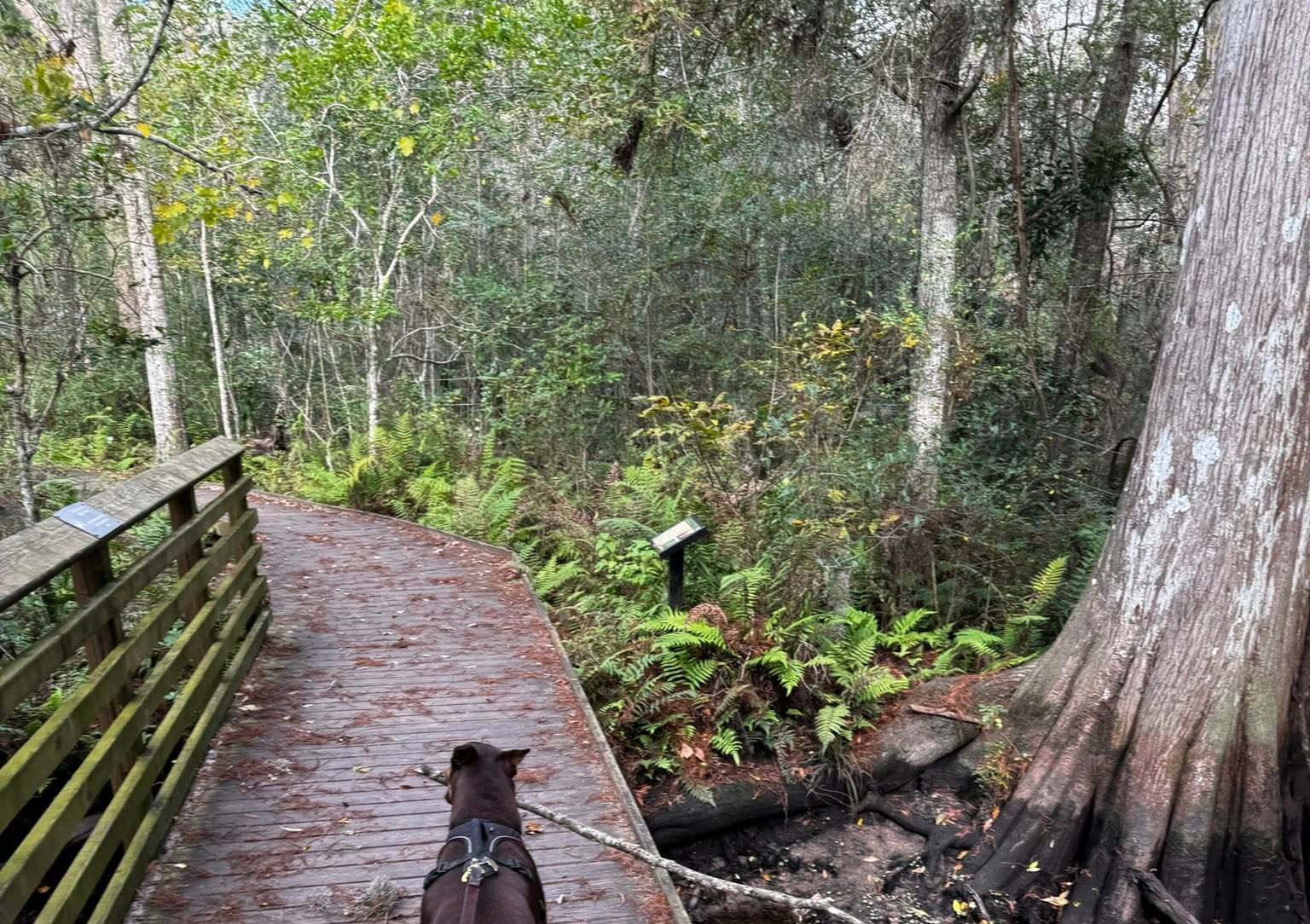 Jacksonville Arboretum & Botanical Gardens