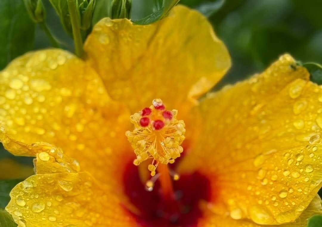 Tallahassee Botanical Gardens